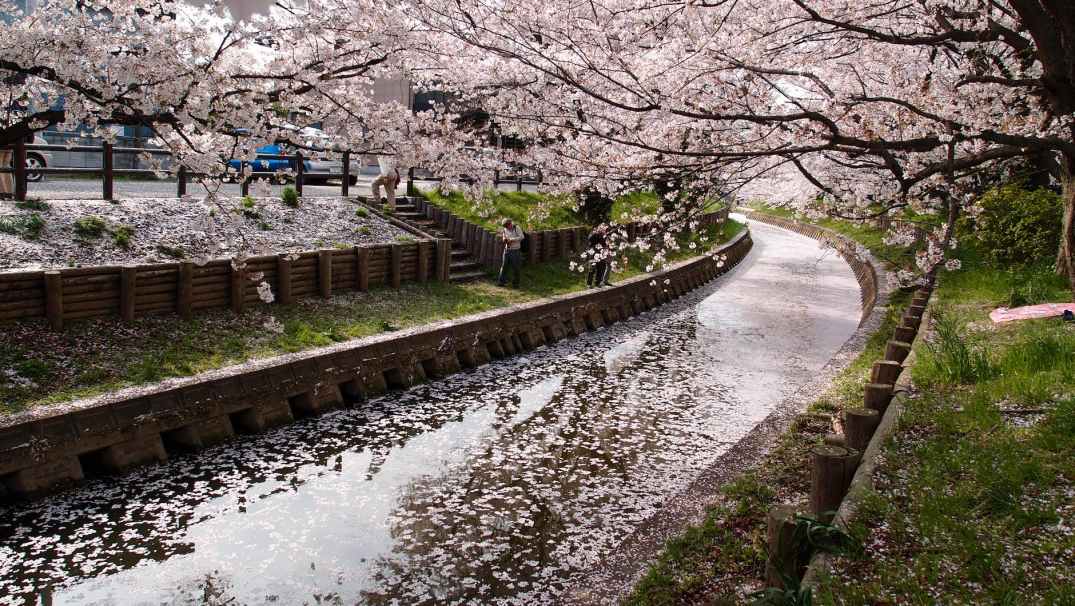 drainage between cherry blossom tree during daytime