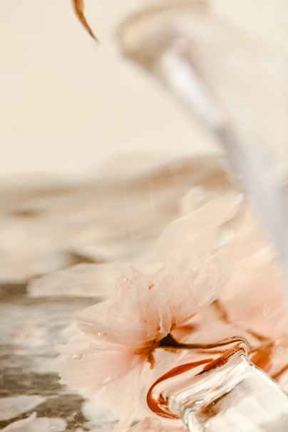 pink sakura flower on a water